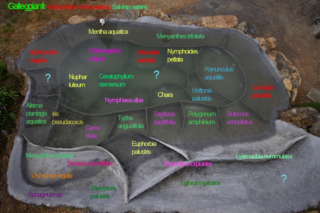 Un anno di laghetto (e, finalmente, vertebrati!)